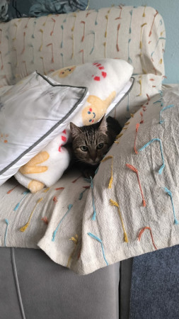Maya