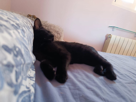 Bagheera