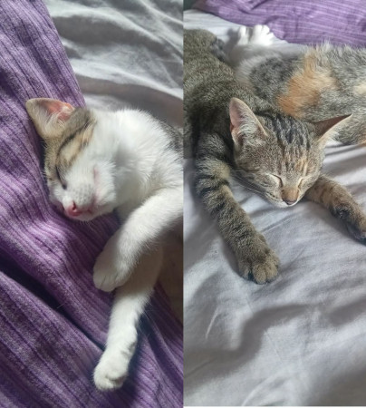 PILI Y MILI